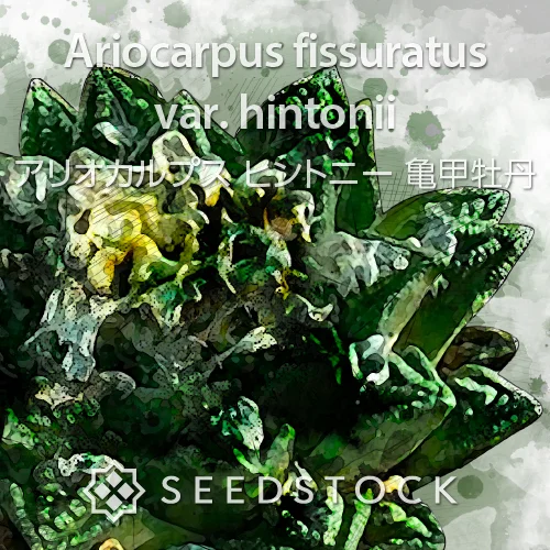 Ariocarpus fissuratus var. hintonii (アリオカルプス ヒントニー 亀甲牡丹)