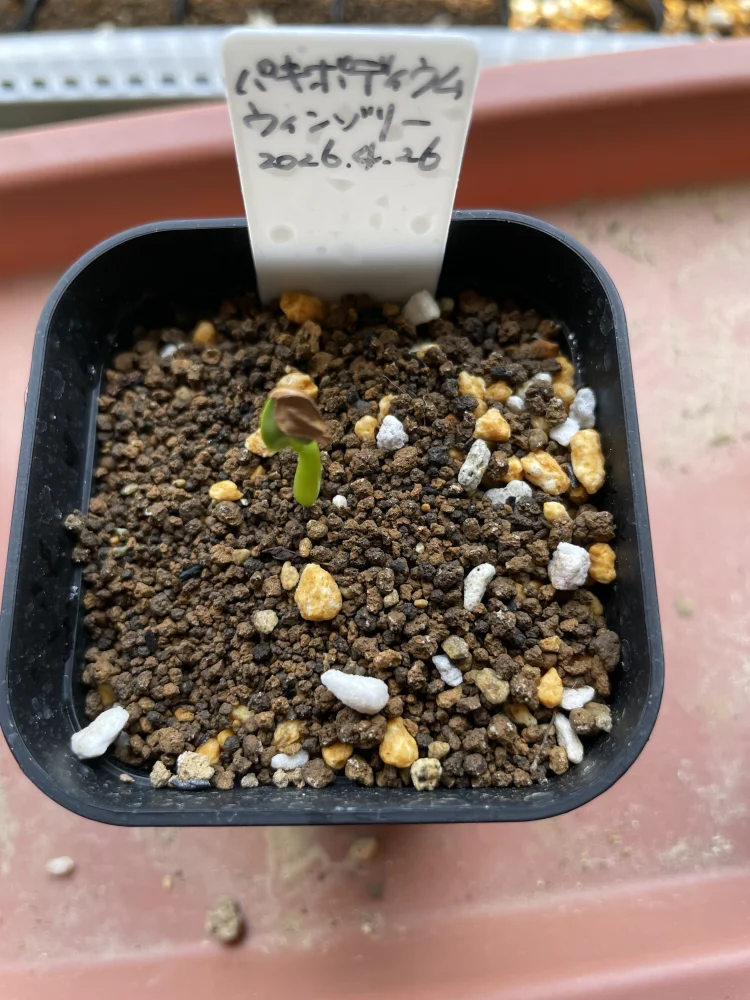 種子] パキポディウム ウィンゾリー Pachypodium windsorii | 塊根植物