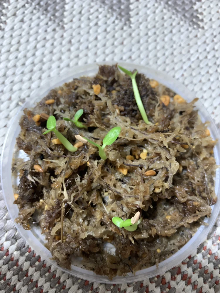 Pachypodium densiflorum var. densiflorum (パキポディウム デンシフローラム)