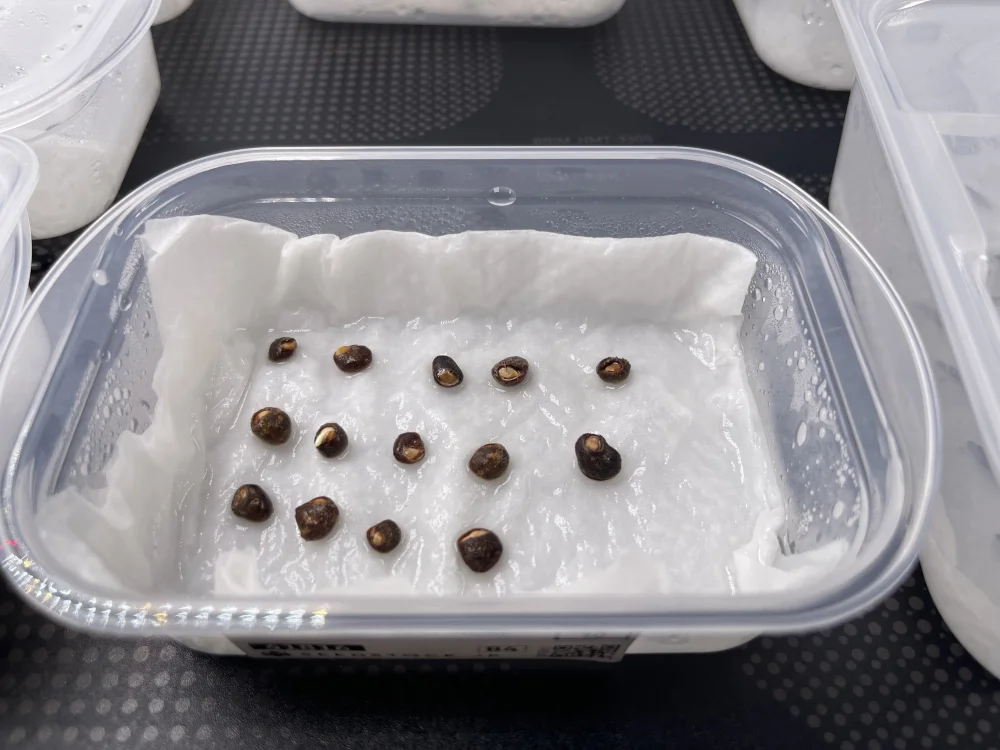 Operculicarya hyphaenoides (オペルクリカリア ヒファエノイデス2025E)