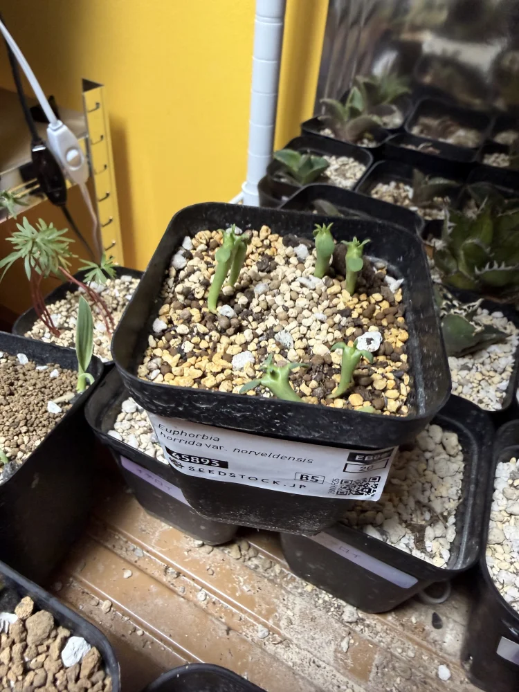 Euphorbia horrida var. norveldensis (ユーフォルビア ホリダ ノーベルデンシス)
