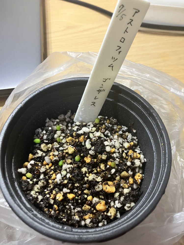 Astrophytum asterias gonzales (アストロフィツム ゴンザレス)