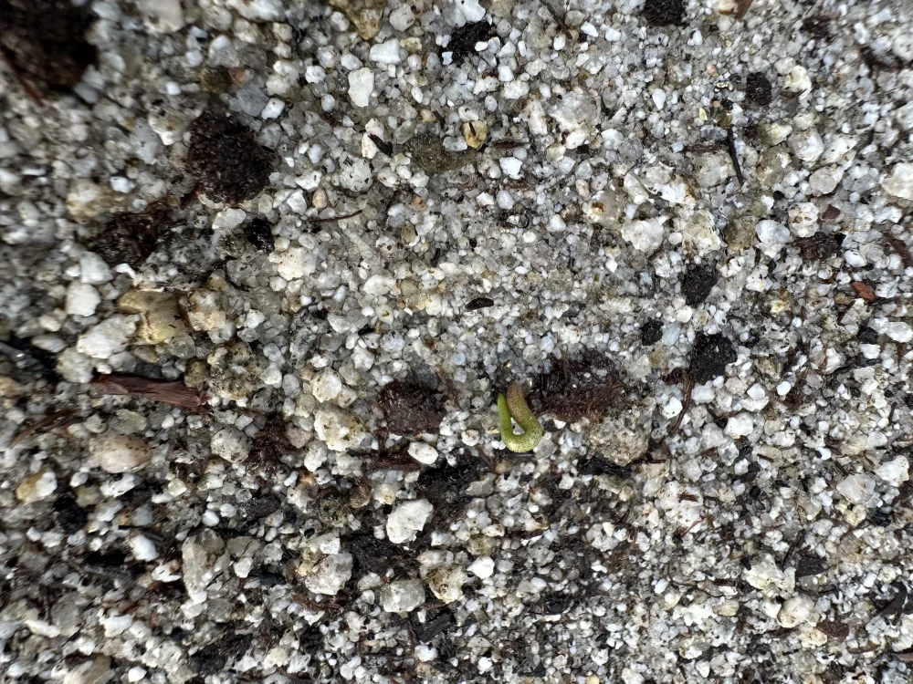 Agave ([プレゼント種子])