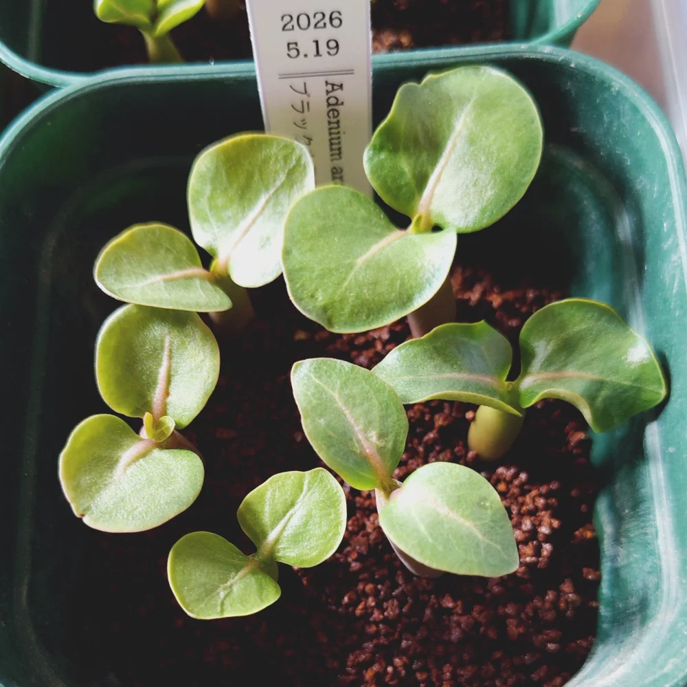 Adenium arabicum Black Kalamae (アデニウム ブラックカラマエ)