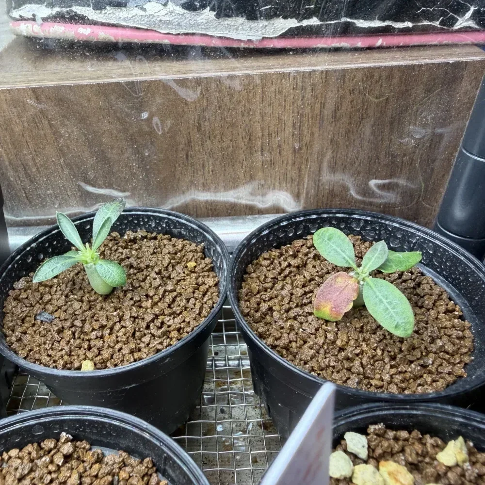 Pachypodium rosulatum var. gracilius Lot. (パキポディウム グラキリス)