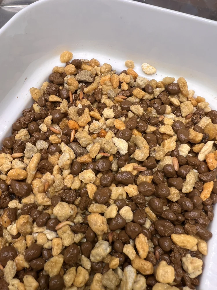 Lot. (パキポディウム グラキリス)