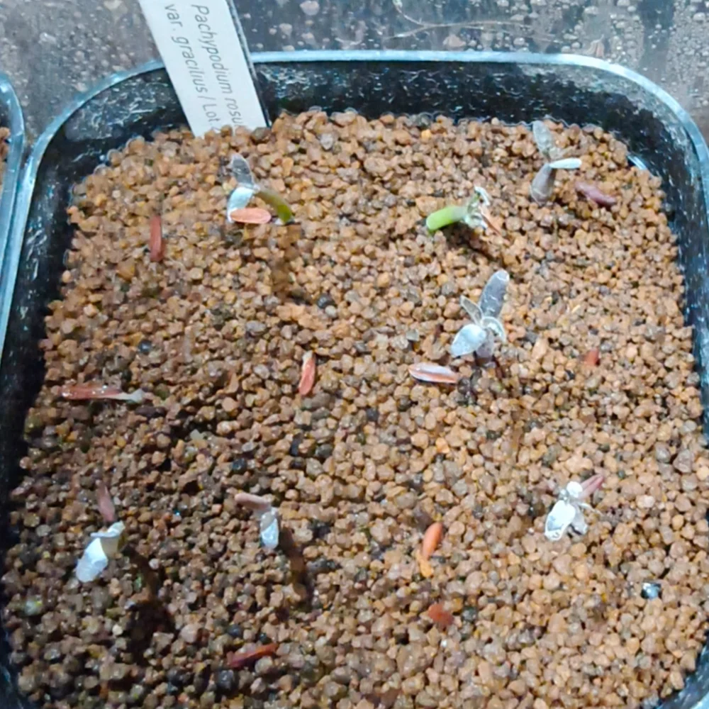 種子] パキポディウム グラキリス Lot.2026MAY Pachypodium rosulatum