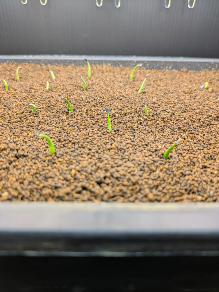 アガベ エボリスピナ ヘイフォード Agave utahensis var. eborispina 'hayford'