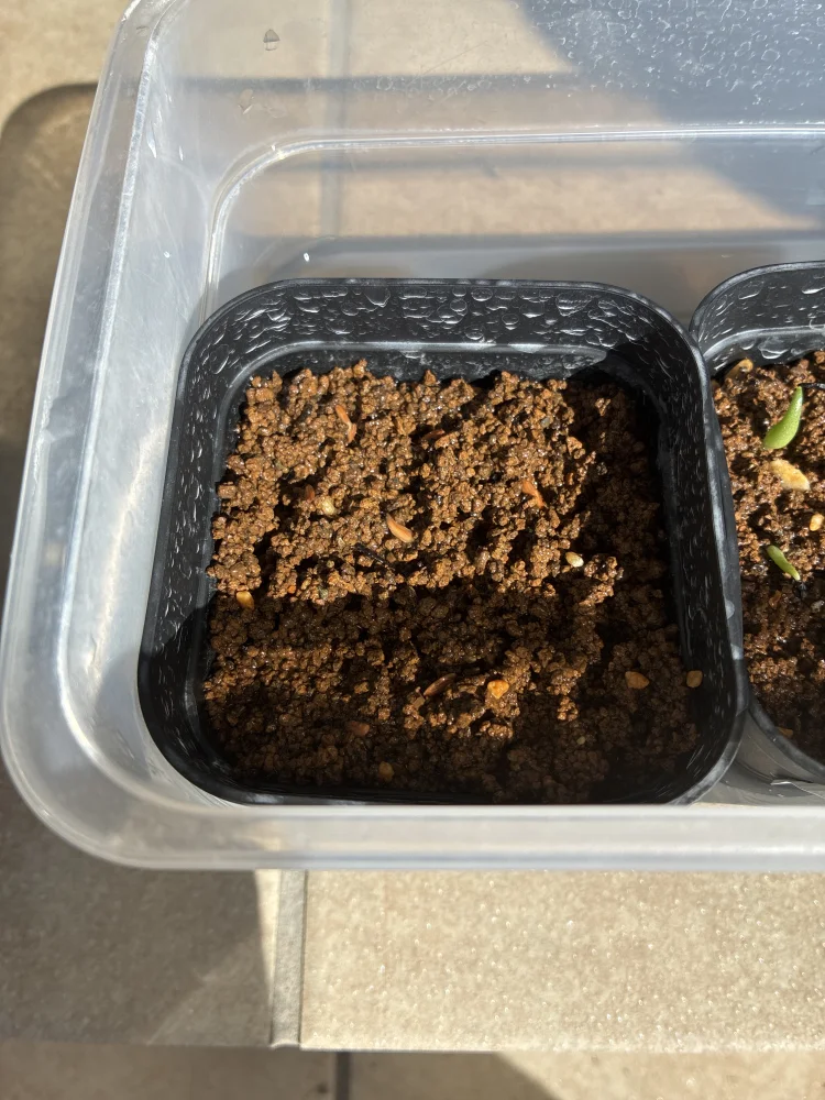 Lot. (パキポディウム グラキリス)