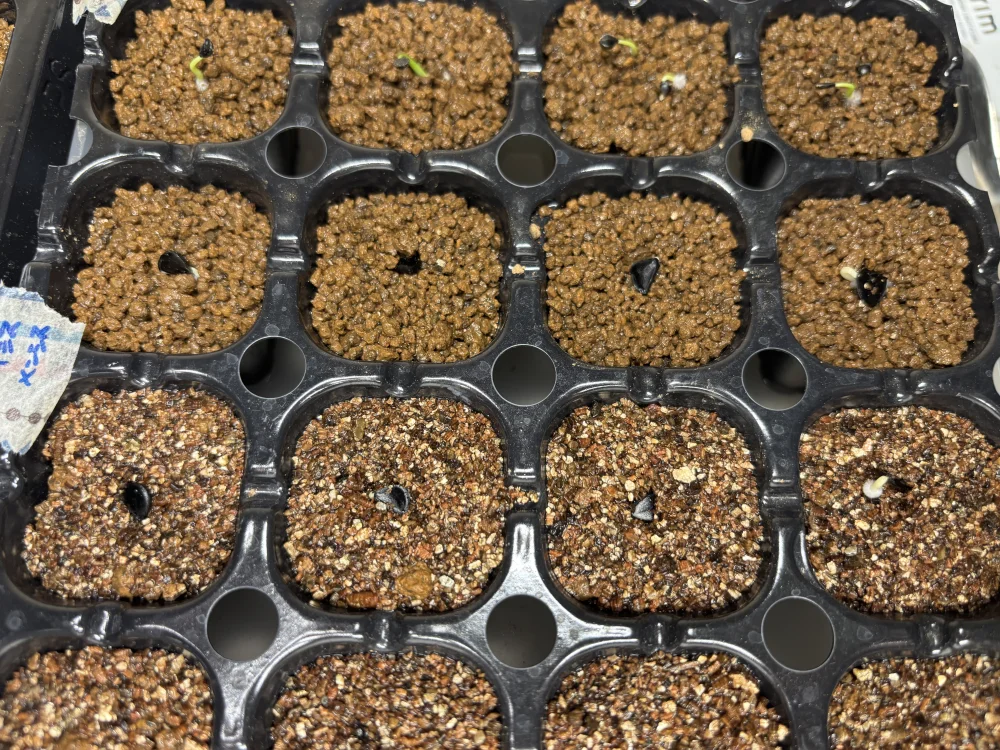 Agave isthmensis (アガベ イシスメンシス)