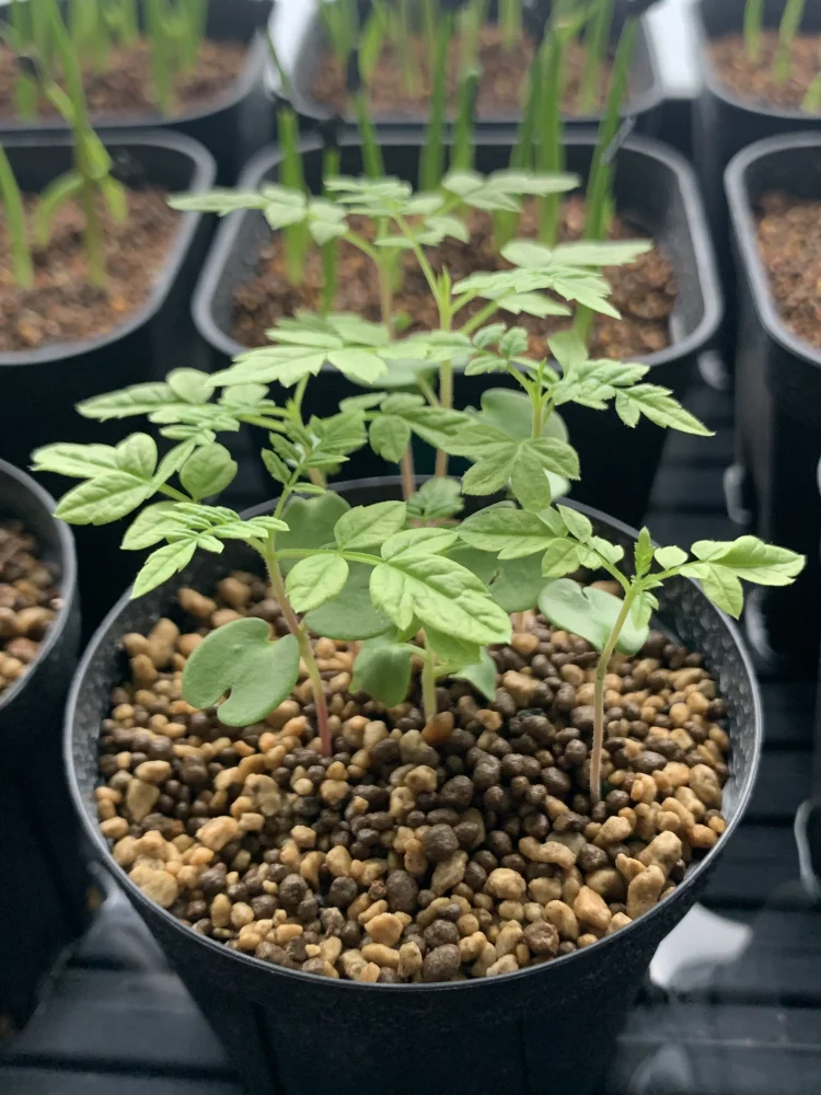 Jacaranda mimosaefolia (ジャカランダ ミモザエフォリア)