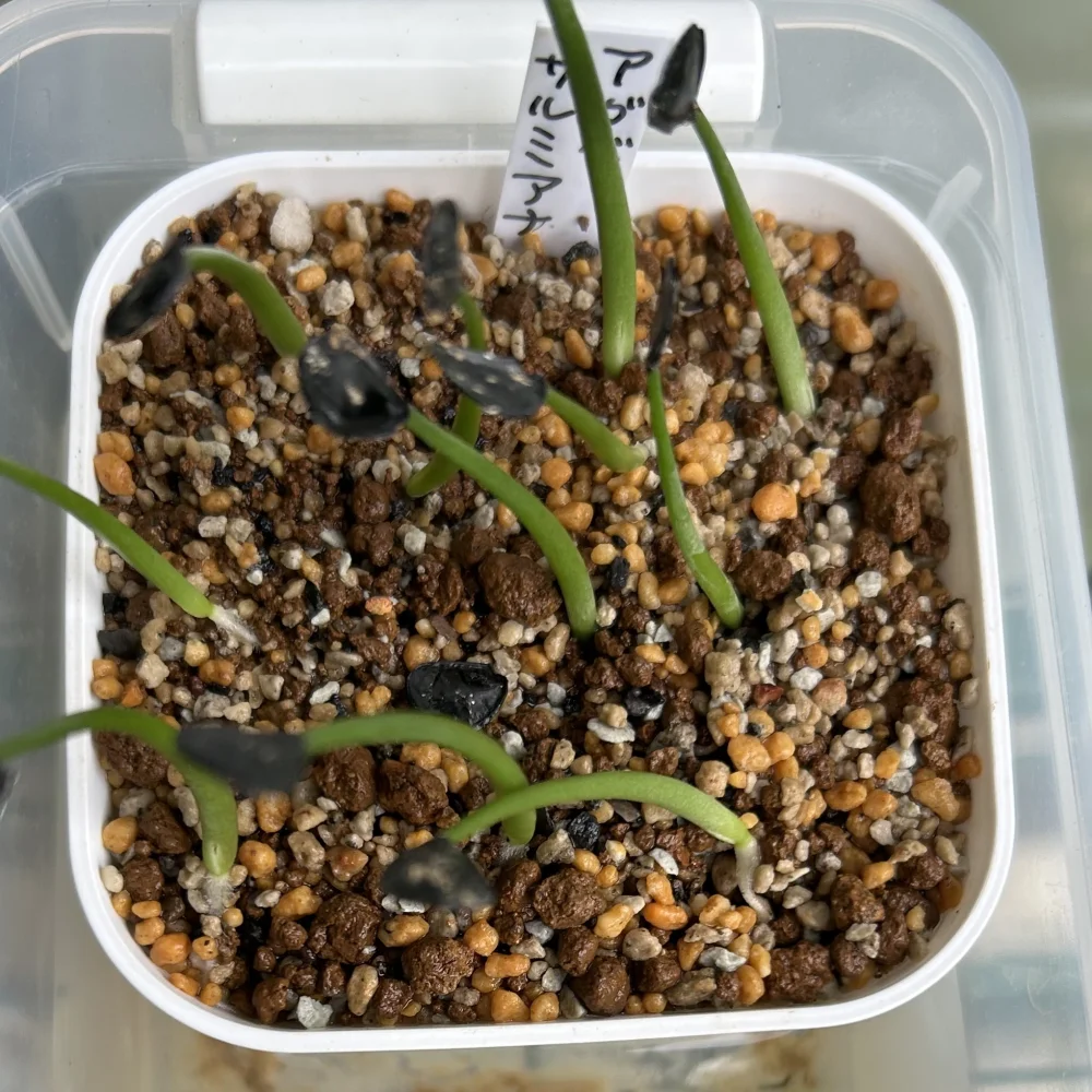 種子専門ショップ 多肉植物・塊根植物・観葉植物 - SEEDSTOCK