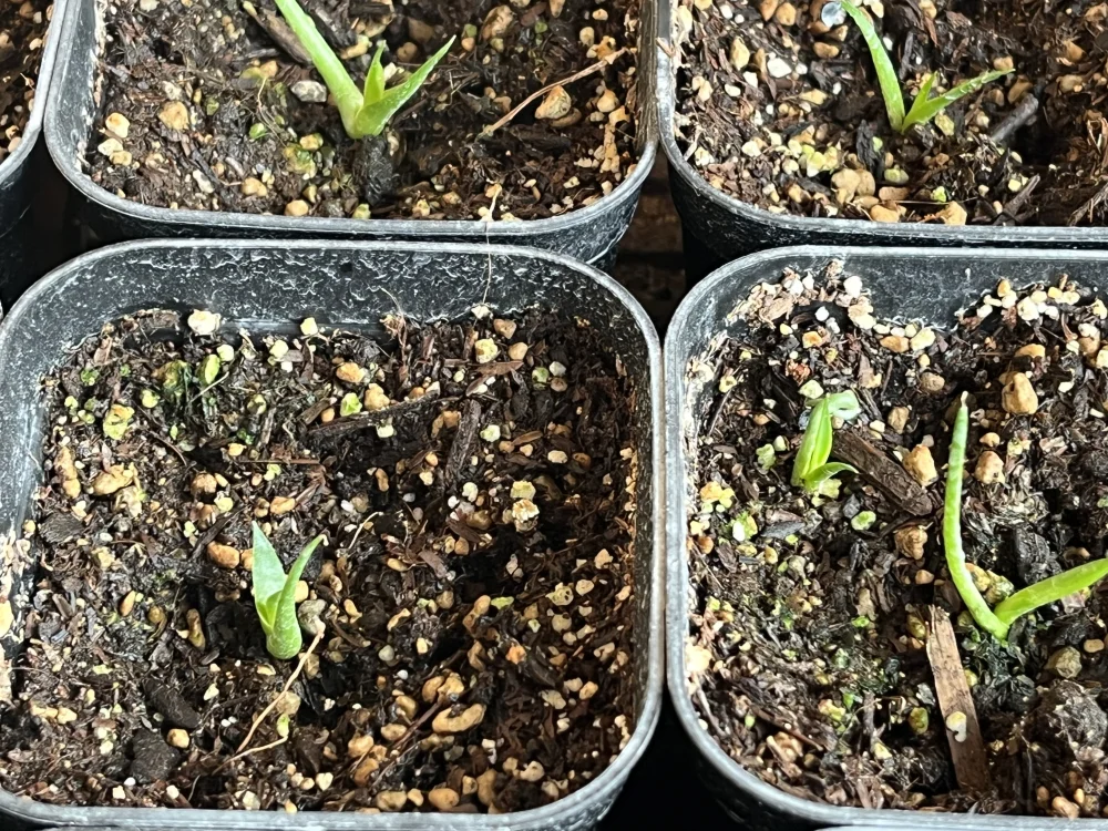 Agave utahensis var. eborispina (アガベ エボリスピナ ヘイフォード)