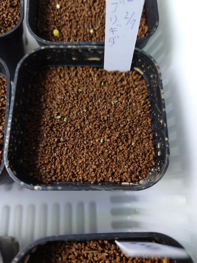 Echeveria subrigida (エケベリア サブリギダ)