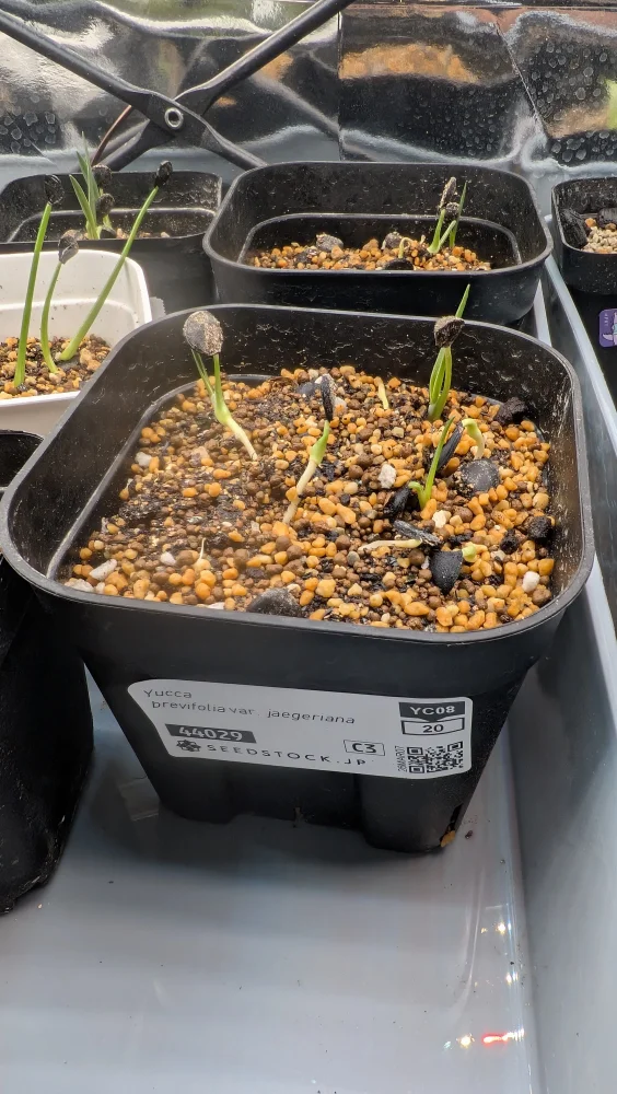 Yucca brevifolia var. jaegeriana (ユッカ ブレビフォリア イエーガリアナ)