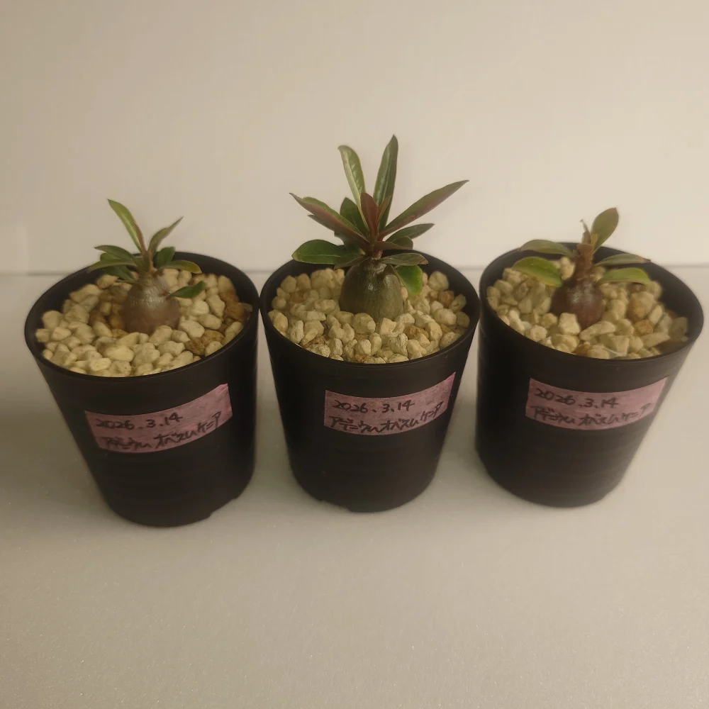 Adenium obesum Kenya (アデニウム オベスム ケニア)
