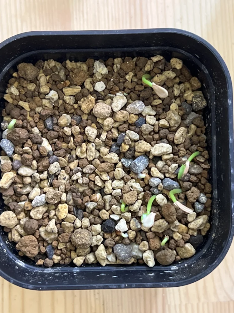 Pachypodium windsorii (パキポディウム ウィンゾリー)