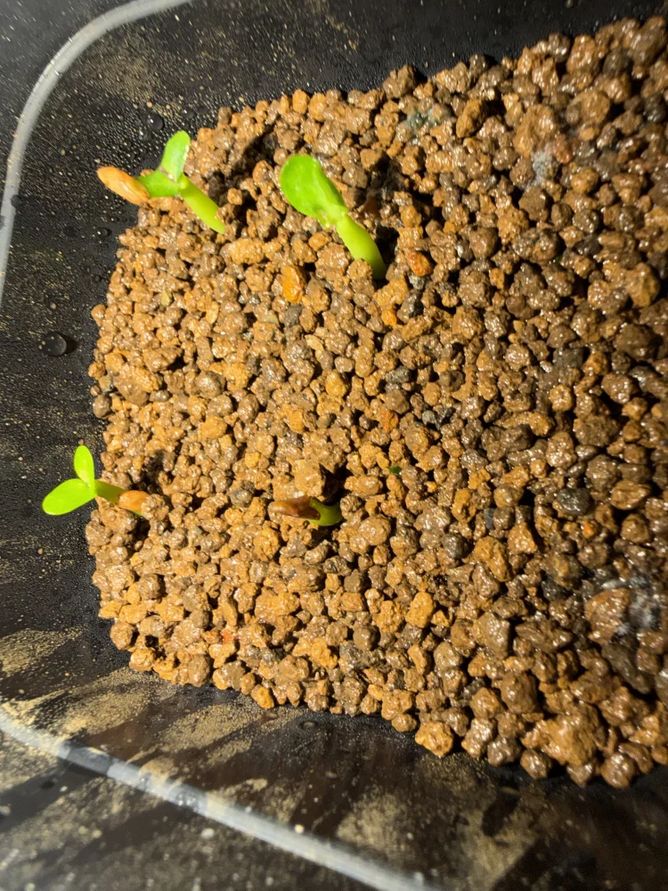 Pachypodium rosulatum var. inopinatum ([プレゼント種子 3月22日まで] パキポディウム イノピナツム)