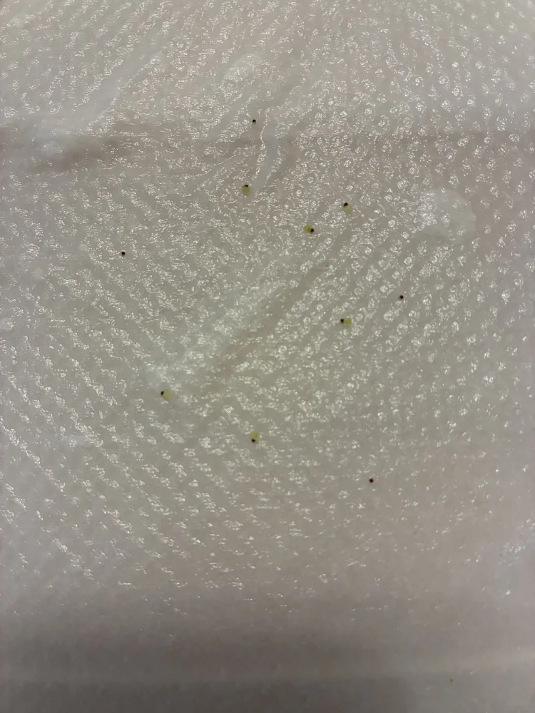 Blossfeldia liliputana var. alba var. alba (ブロスフェルディア リリプターナ アルバ)