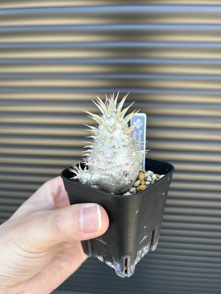 Pachypodium rosulatum var. gracilius ([無料種子] 発芽難 パキポディウム グラキリス　)
