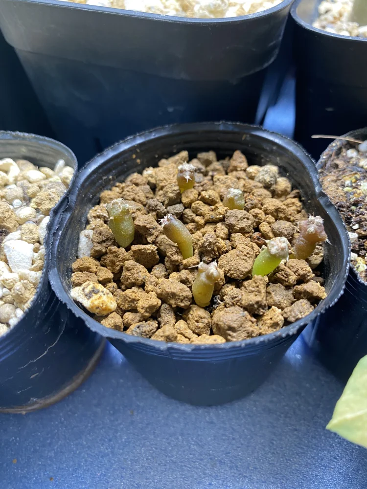 Echinocactus platyacanthus (エキノカクタス プラティアカンサス)