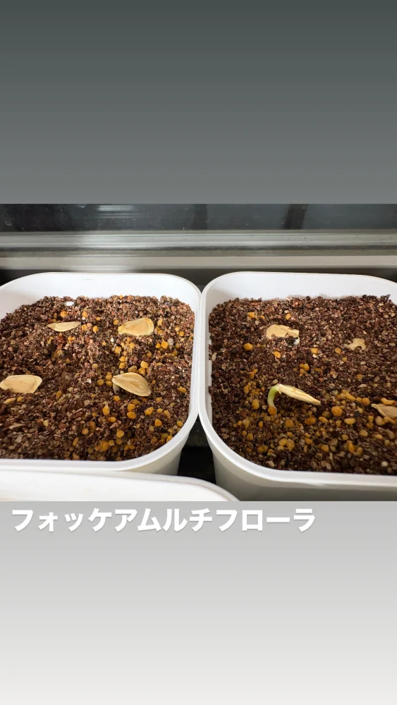 Fockea multiflora (フォッケア ムルチフローラ)