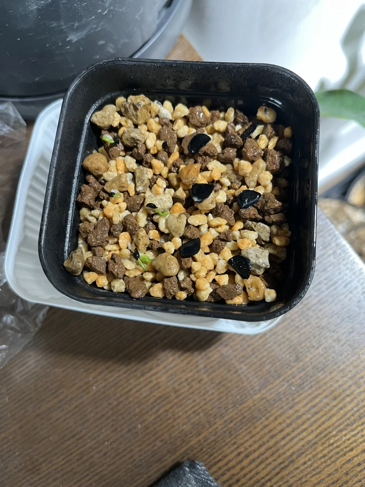 Agave megalodonta (アガベ メガロドンタ)