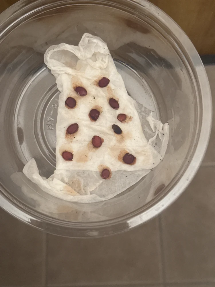 ディオスコレア エレファンティペス Dioscorea elephantipes アフリカ亀甲竜
