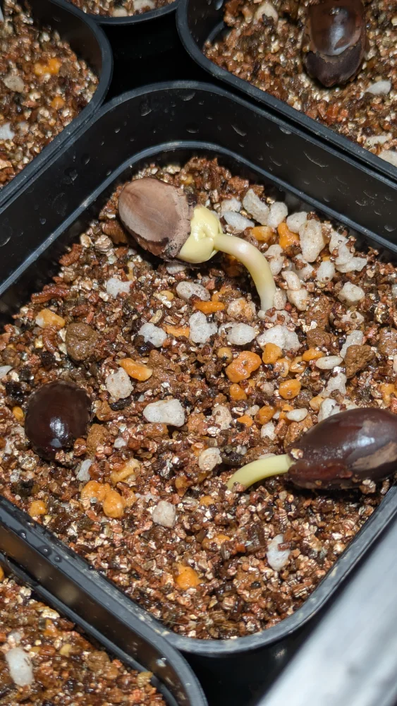 種子専門ショップ 多肉植物・塊根植物・観葉植物 - SEEDSTOCK