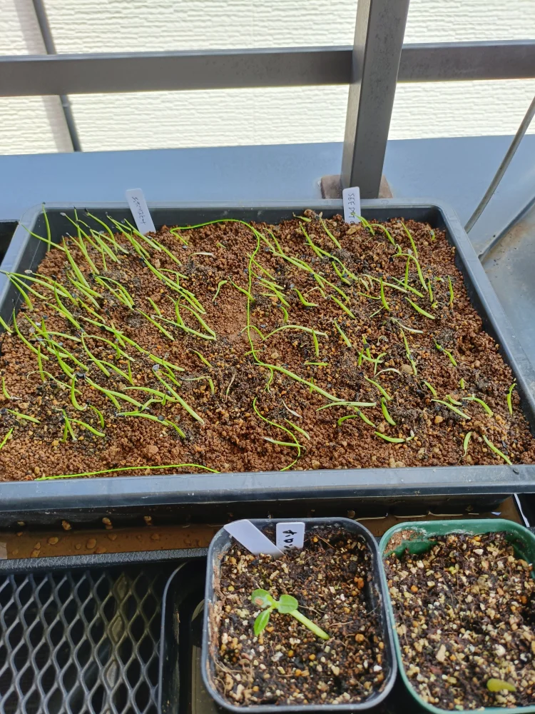Agave utahensis var. eborispina (アガベ エボリスピナ)