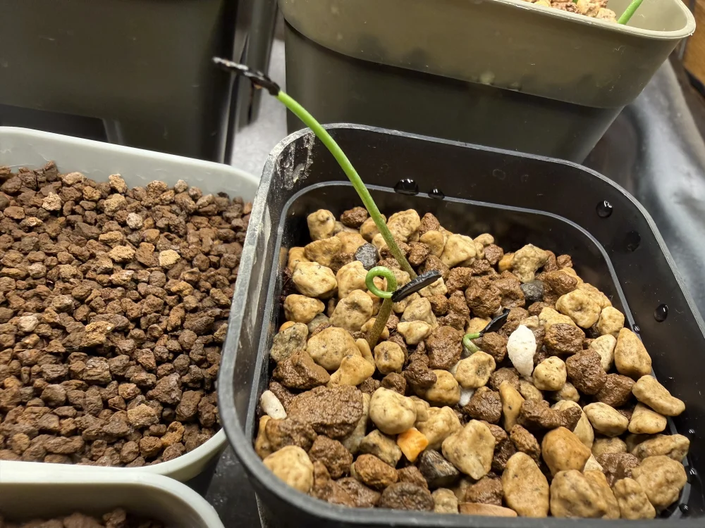 Agave ([プレゼント種子])