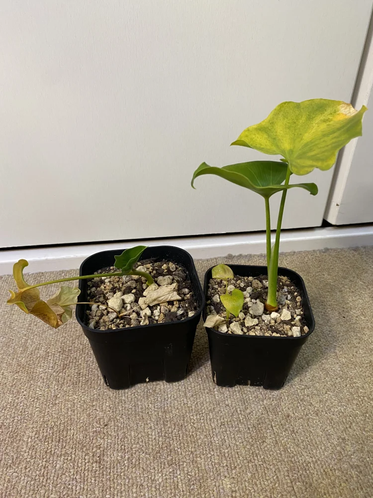 Philodendron selloum (フィロデンドロン セロウム)