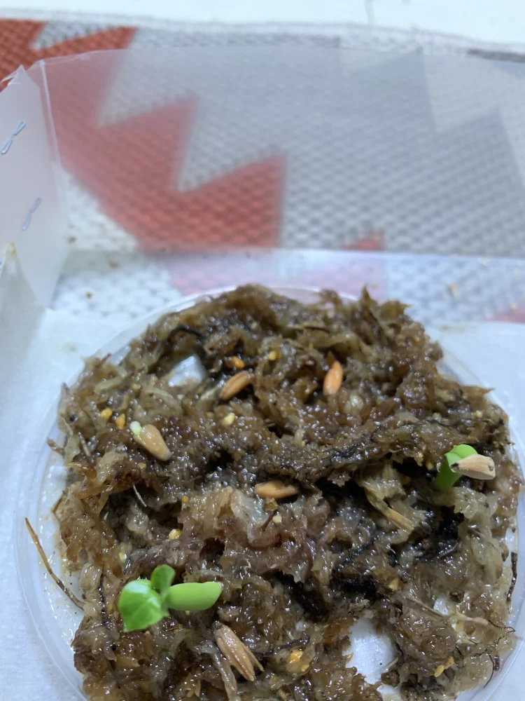 アデニウム アラビカム ラシニー Adenium arabicum rachinee｜塊根植物 輸入種子 初心者向け
