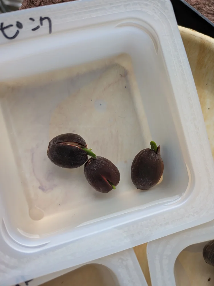 Nelumbo nucifera (ハス ヌキフェラ ピンク)