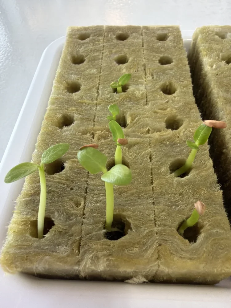 Pachypodium rosulatum subsp. makayense (パキポディウム マカイエンセ)