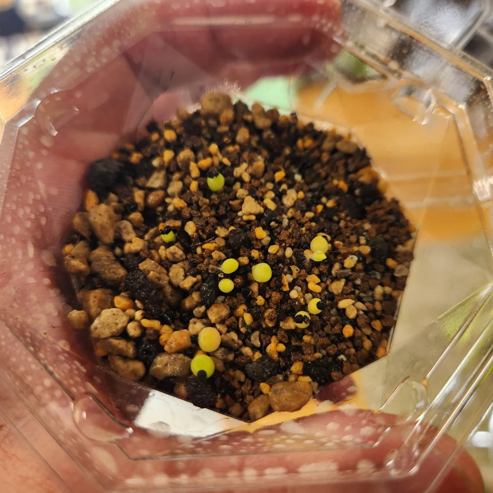 Lophophora diffusa (ロフォフォラ 翠冠玉)