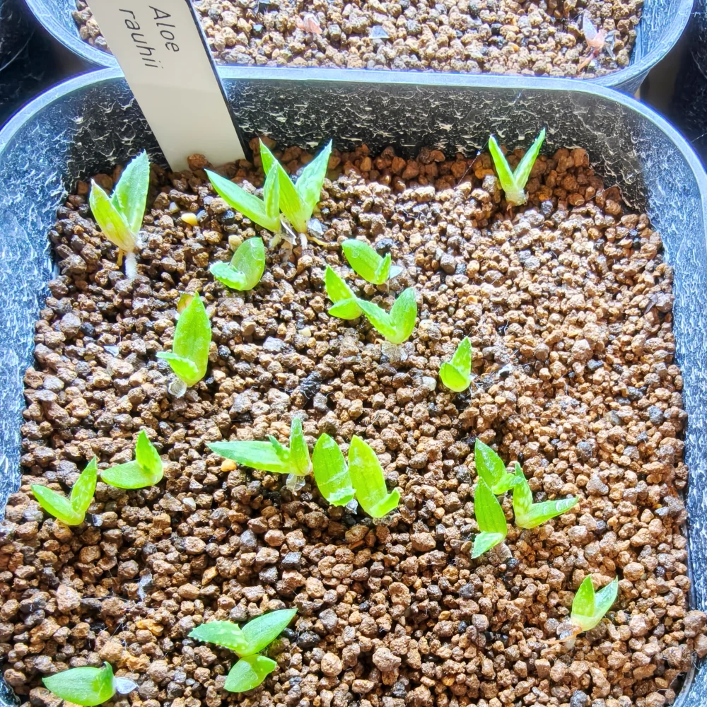 Aloe rauhii (アロエ ラウヒー)