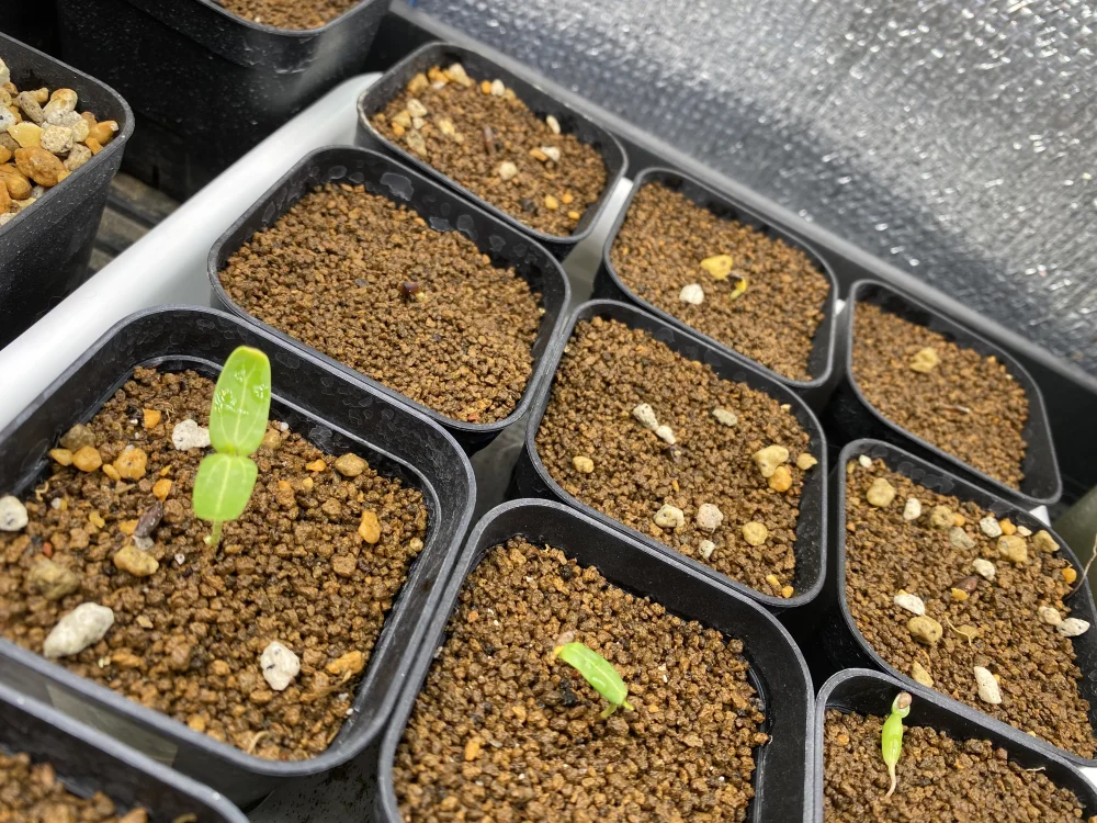 種子専門ショップ 多肉植物・塊根植物・観葉植物 - SEEDSTOCK
