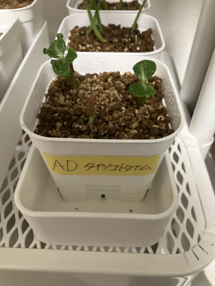 KHZ Adenium thai socotranum KHZ (アデニウム タイ ソコトラナム)