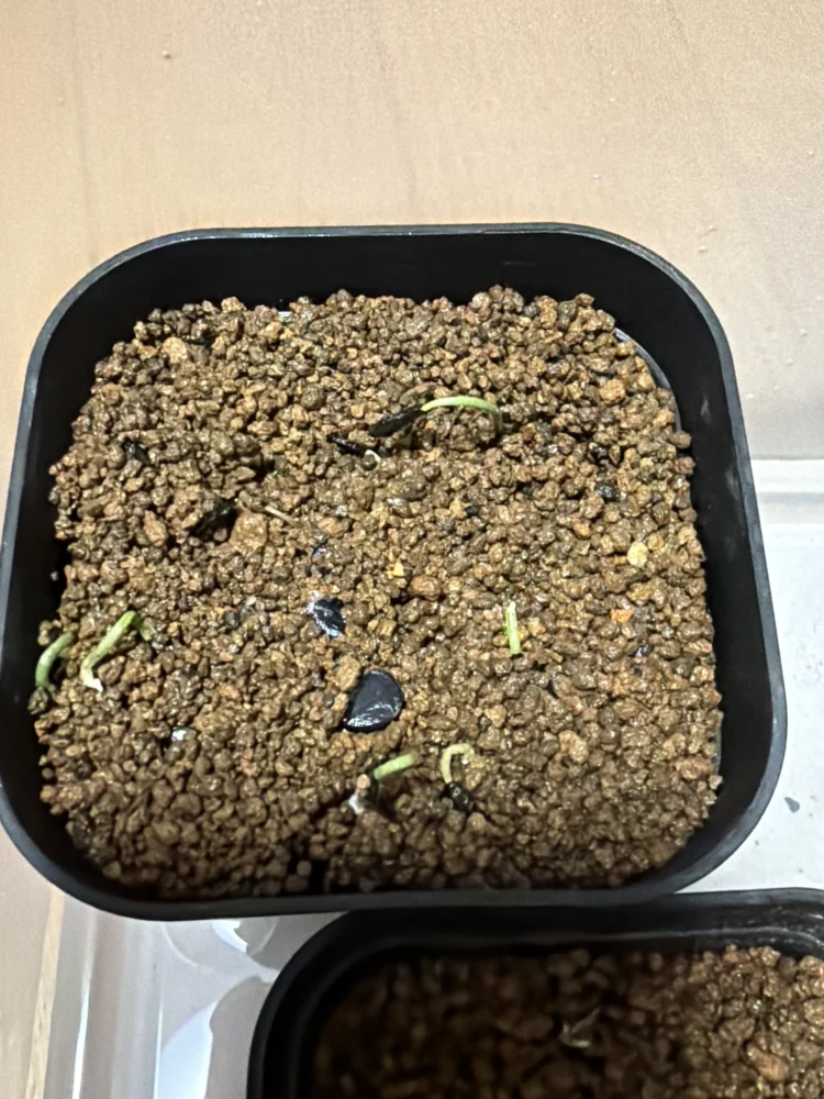 Agave ([プレゼント種子])