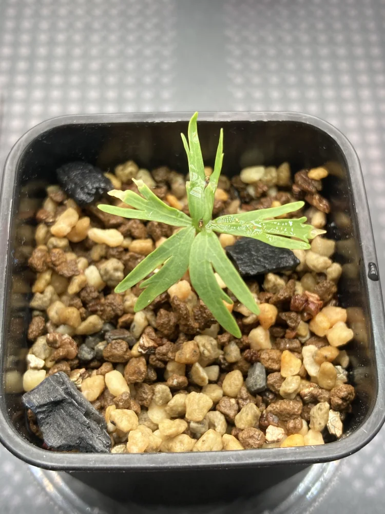 種子] ブルセラ ファガロイデス Bursera fagaroides | 塊根植物