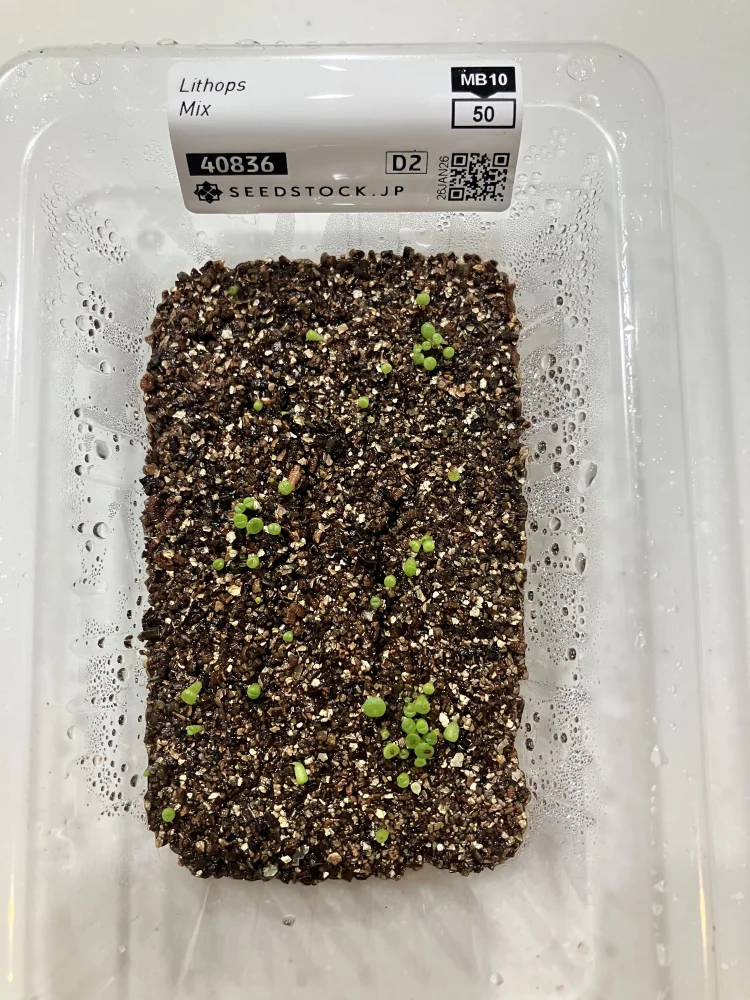 Lithops Mix (リトープス ミックス)