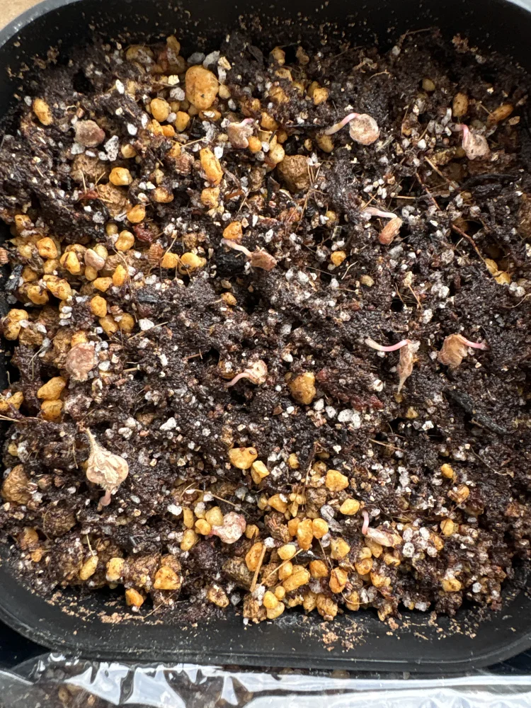 Pachycormus discolor (パキコルムス ディスカラー)