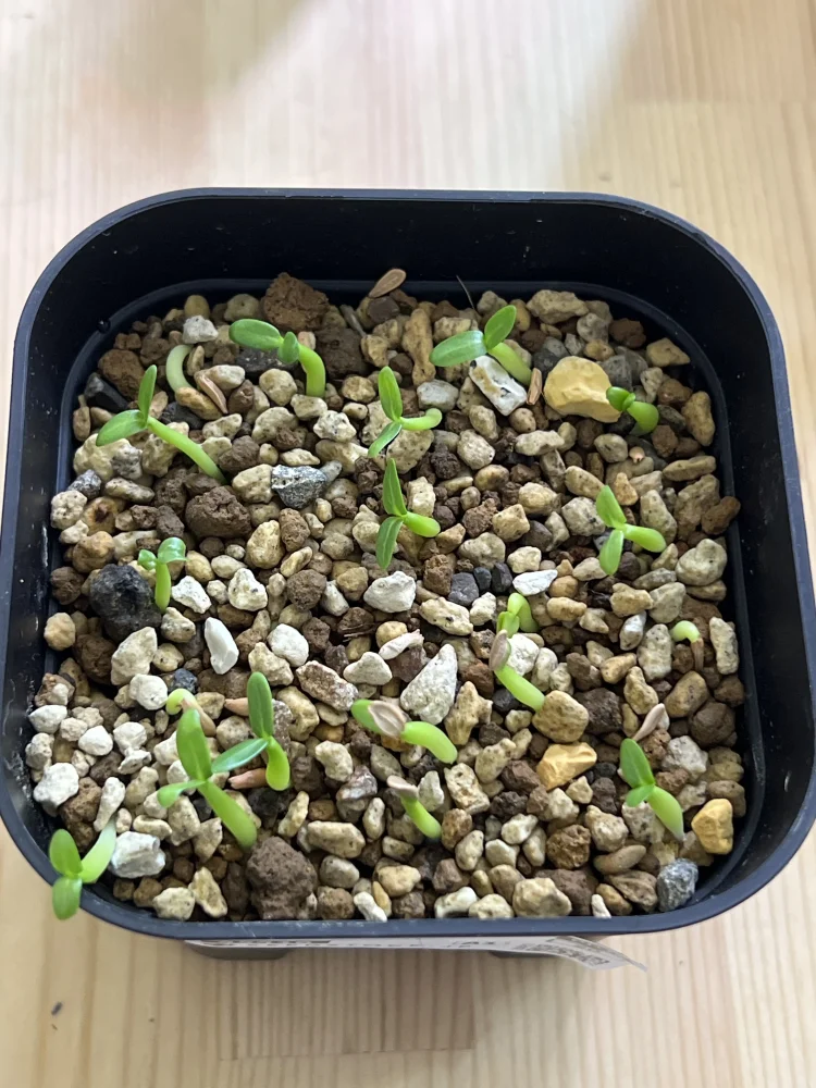 Pachypodium rosulatum (パキポディウム ロスラーツム)