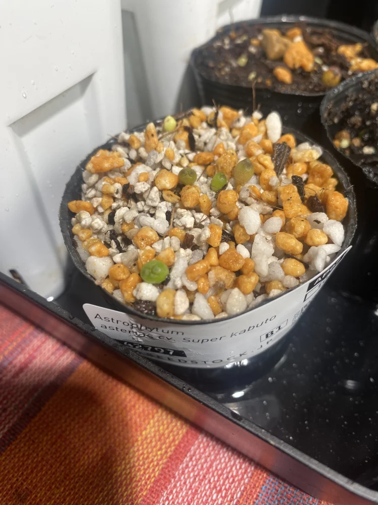 アストロフィツム スーパー兜 Astrophytum asterias cv. Super kabuto