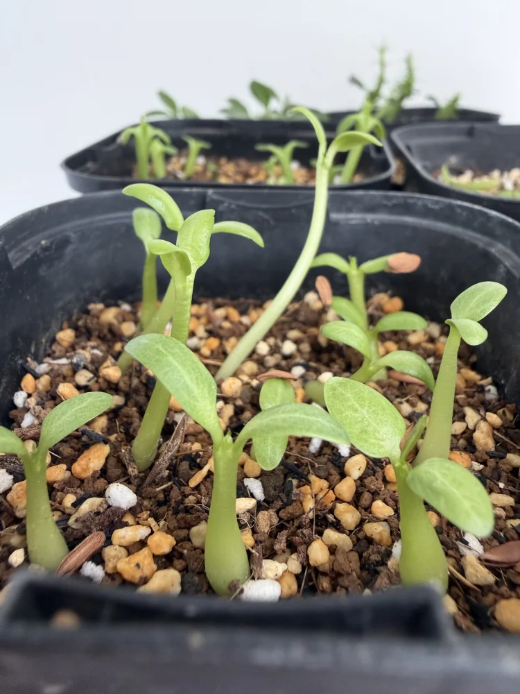 Pachypodium rosulatum (パキポディウム ロスラーツム)