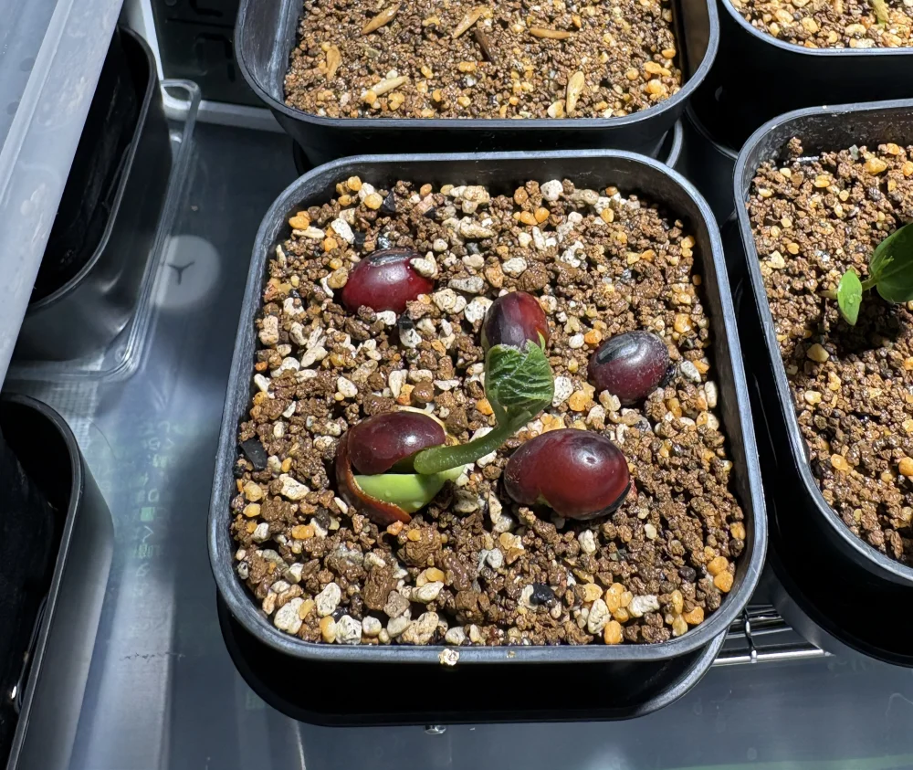 Erythrina latissima (エリスリナ ラティッシマ)