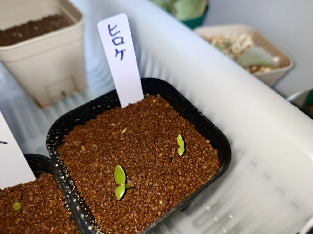 Hylocereus costaricensis (レッドドラゴンフルーツ)