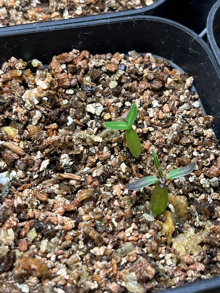 種子] パキポディウム グラキリス Lot.2026MAY Pachypodium rosulatum