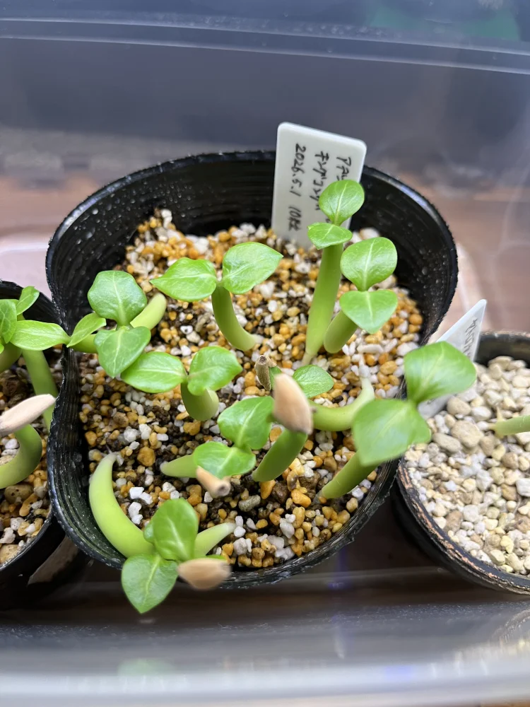 Adenium arabicum King Kong (アデニウム アラビカム キングコング)